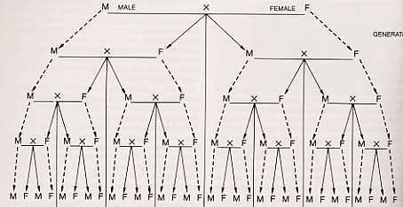 Line Breeding Chart